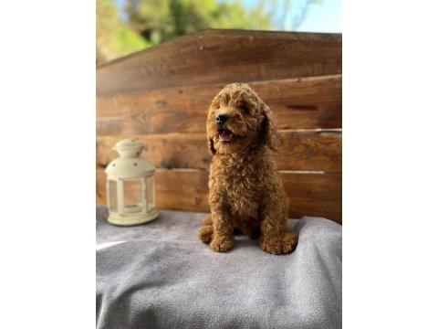 Uygun toy poodle bebekler