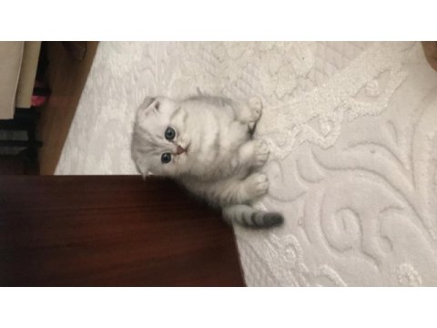 Scottish fold silver erkek yavrumuz teslime hazır