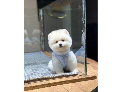 Sağlık ve ırk garantili pomeranian