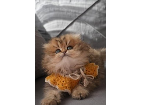 Champion babanın kızı safkan british longhair güzellik