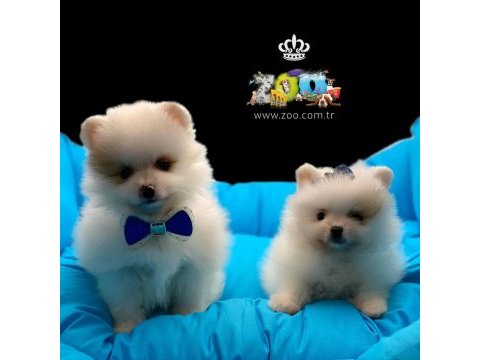 Sağlık garantili pomeranian boo yavrularımız