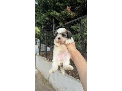 Shih tzu dişi minyatür yavru