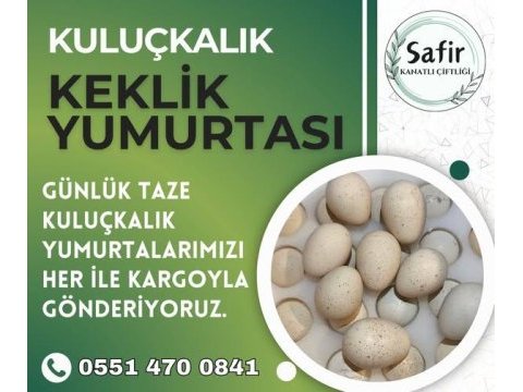 Kuluçkalık kınalı keklik yumurtası