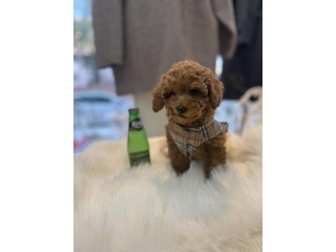 Teslime hazır toy poodle yavrular