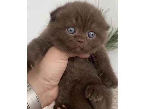 Cinnemon scottish fold bebek