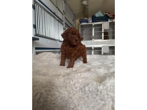 Kore toy poodle yavrularımız