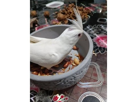 Kırmızı göz albino sultan papağanı 5 6 aylık