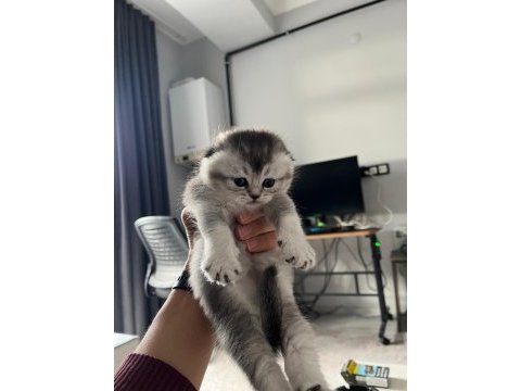 Blue point silver point scottish fold