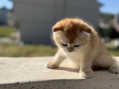 Ankarada ziyarete açık golden scottish fold yavrumuz