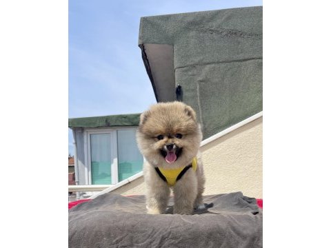 4 aylık dişi red brown toy poodle