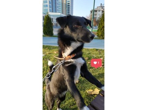 Borador cins köpeğimiz dişi sahiplendirmek istiyorum