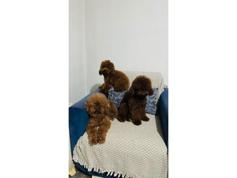 Kore red brown safkan toy poodle yavrular