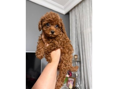 Orjinal ırk ve sağlık garantili poodle