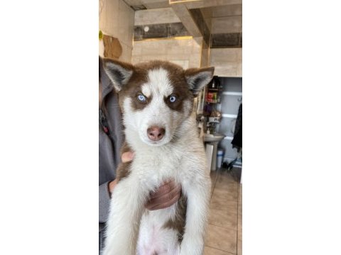Husky sibirya kurdu
