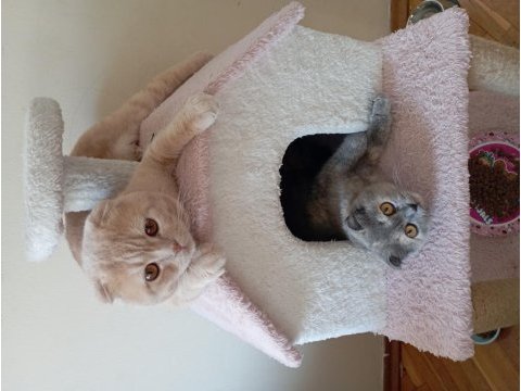 Ücretsiz sahiplendirme scottish fold