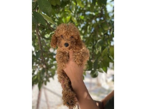 Siyah kırmızı erkek ve dişi poodle yavrularımız