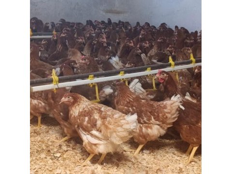 Yarka satışlarımız devam ediyor