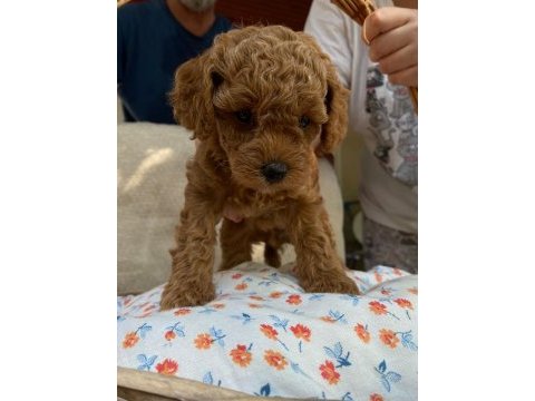 45 günlük 4 güzel toy poodle yavru