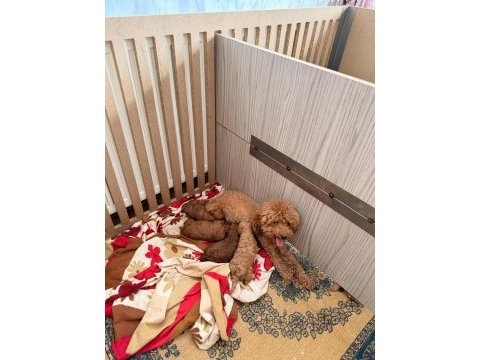 En tatlı poodle bebekler