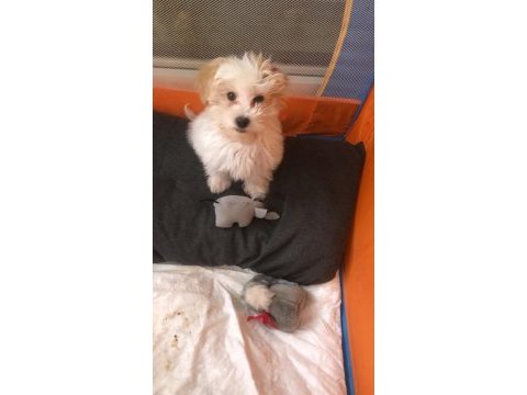 Yavru maltese terrier