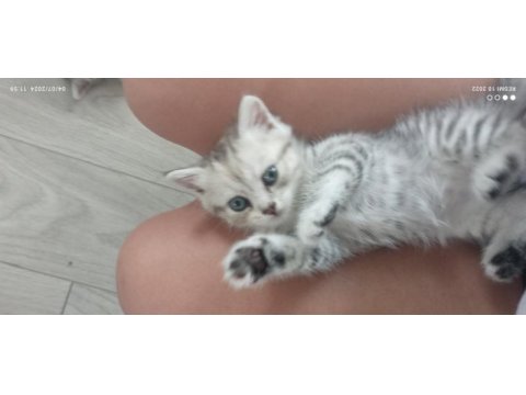 Scottish fold yavru