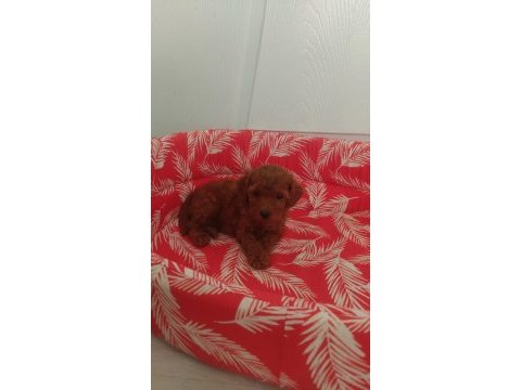 Toy poodle