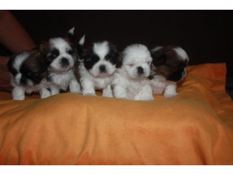 Irk garantili saf kan shih tzu yavruları