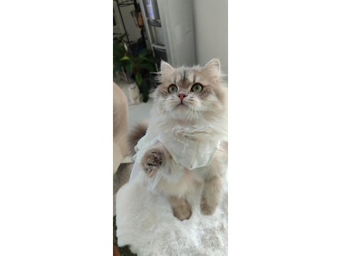 Blh golden dişi ve erkek british longhair
