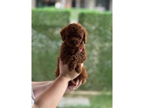 50 günlük erkek poodle