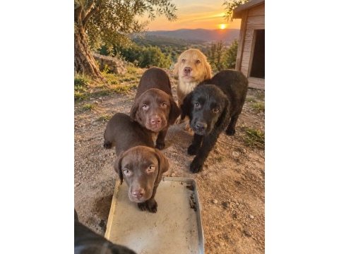 Labrador bebekler