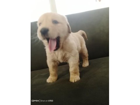 Baby face golden retriever yavrumuz