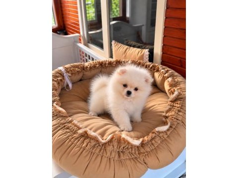 Pomeranian teddy face 