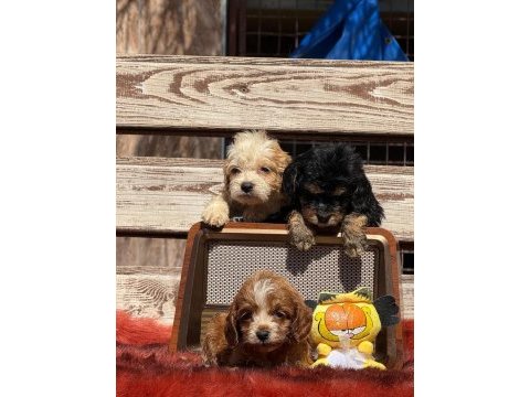 Bıgpo efsane gözel yavrular baba poodle