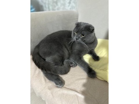 Ücretsiz scottish fold