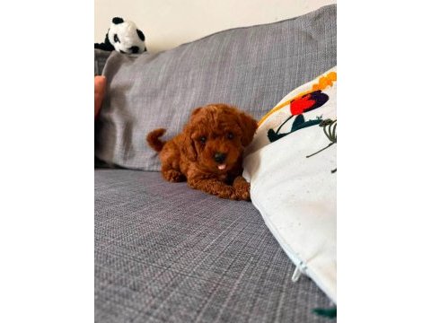 Sağlık ve ırk garantili poodle