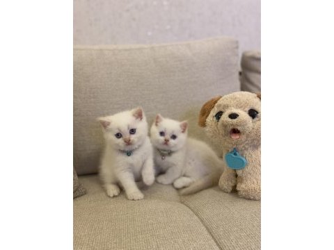 Brıtısh shorthair red point yavrularım 