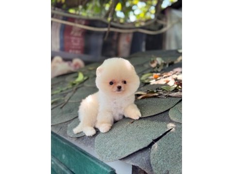 Sağlık ve ırk garantili pomeranian köpeğimiz