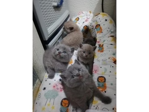 British shorthair yavruları