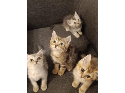 3 ayri anneden brıtısh shorthair