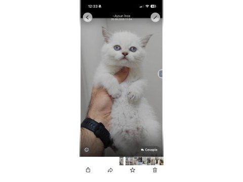 British shorthair 3 aylık