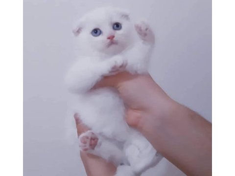 Beyaz scottish fold kartoplarım
