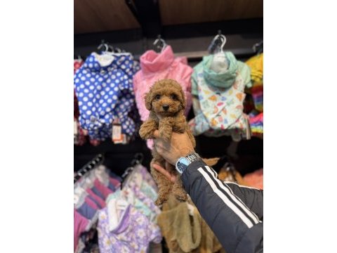 Toy poodle güzelliği