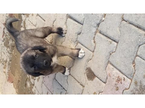 Karabaş kurtboğan ırkı