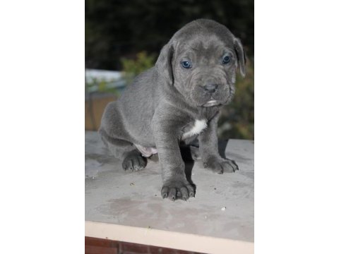 Mükemmel kalite blue&lilac cane corso yavruları