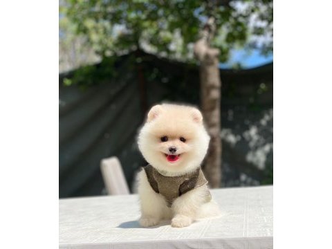 Yeni gelen sevimli pomeranian boo yavrular