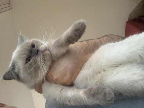 Evden show kalite safkan british shorthair kedilerim