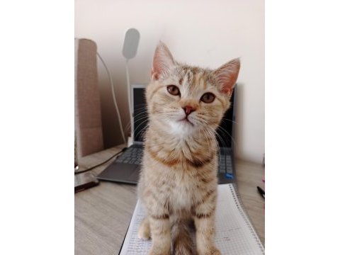 Kedimiz güneş hanım