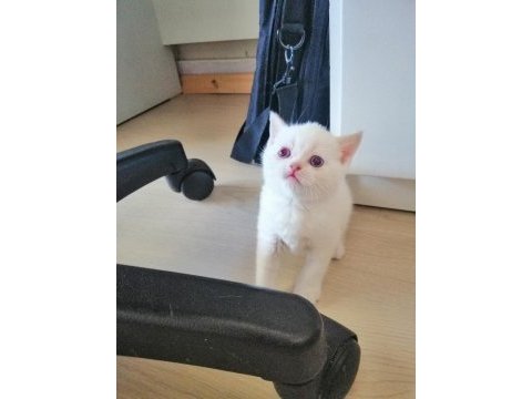 British shorthair blue point