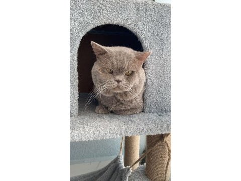 Tosbik, erkek 1 yaşında british shorthair