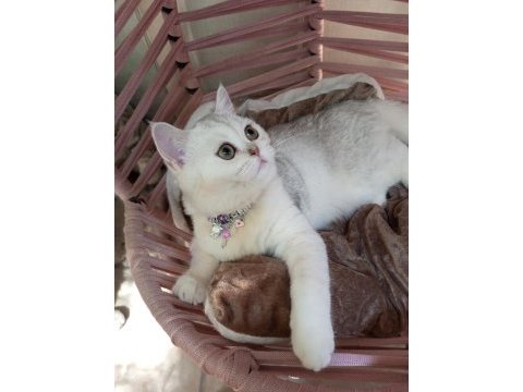 Silver chinchilla rengi 4,5 aylık safkan yavrumuz